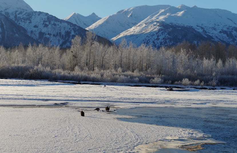 Chilkat Bald Eagle Preserve, Alaska, USA